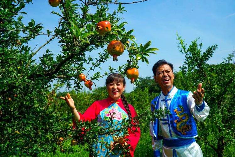 徐州石榴基地價格-徐州賈汪石榴園什麽時候能摘石榴