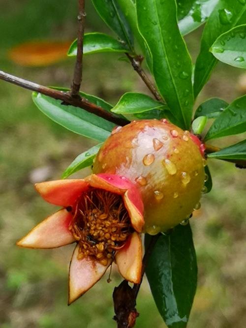 最晚開(kāi)花石榴品種,最晚開(kāi)花石榴品種有哪些