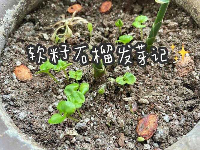 河陰石榴最晚幾月發芽種植,河陰石榴最晚幾月發芽種植呢