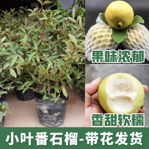 小(xiǎo)葉番石榴品種,小(xiǎo)葉番石榴品種優勢有哪些