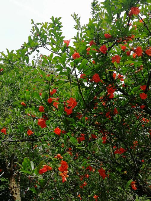 河陰石榴五月份的管理-河陰石榴幾月開(kāi)花