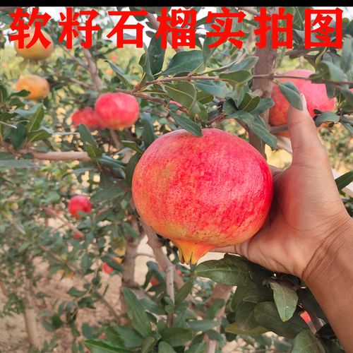 河陰軟子石榴種植方法,河陰軟子石榴種植方法視頻(pín)