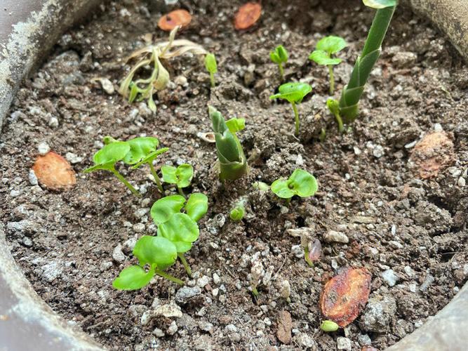 河陰石榴最晚幾月發芽種植,河陰石榴最晚幾月發芽種植呢